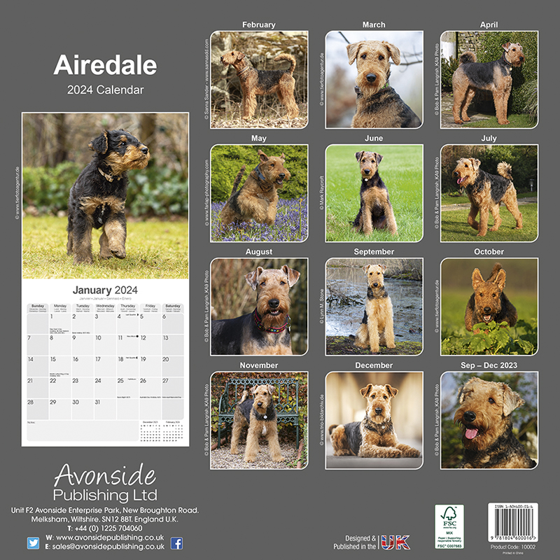 Airedale Calendar 2024 (Square) Dogs Naturally